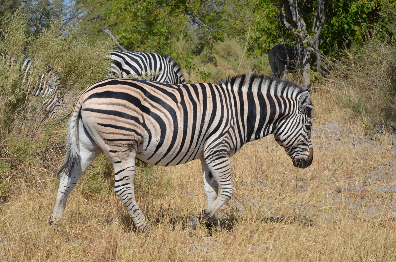 [22718] 2016_06_30_01_54_18_Africa_NIKON_D5100_IMG__00603.jpg