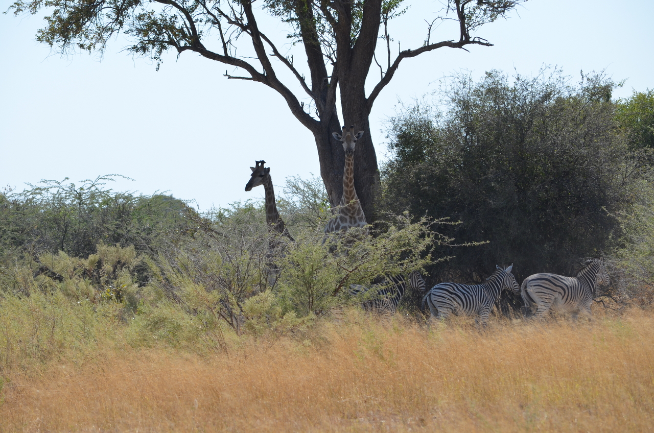 [22772] 2016_06_30_01_56_15_Africa_NIKON_D5100_IMG__00606.jpg