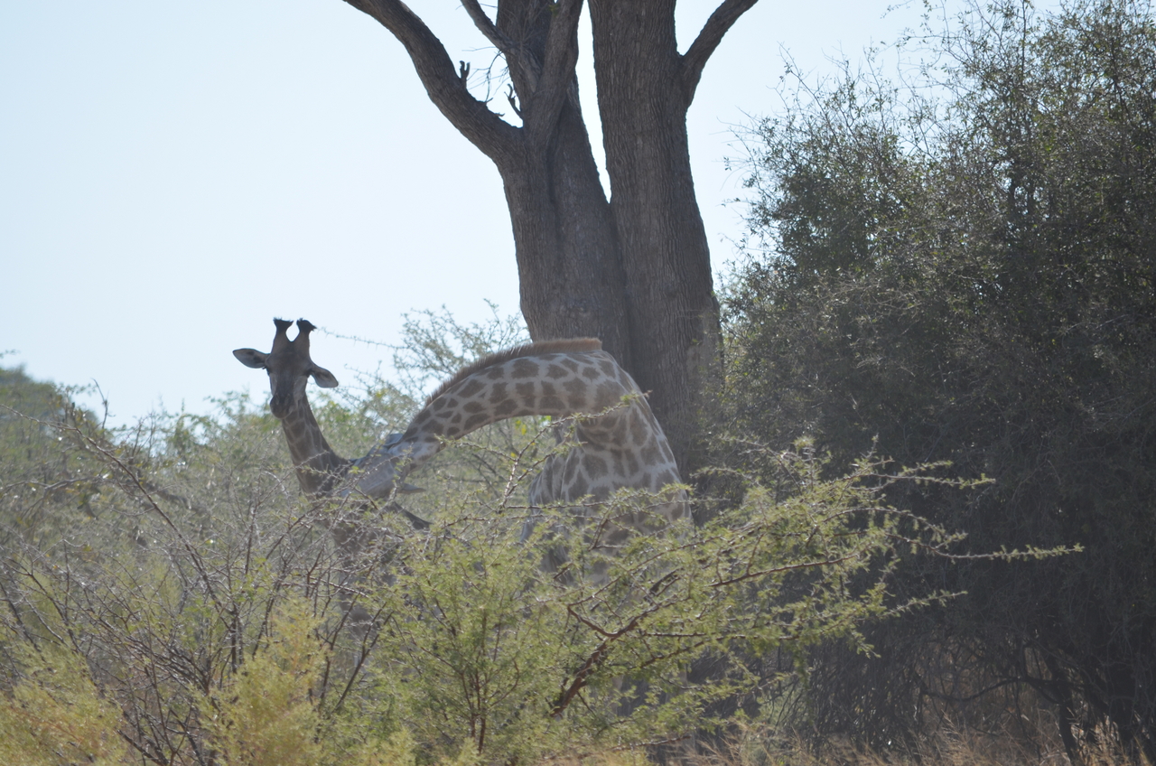 [22775] 2016_06_30_01_56_32_Africa_NIKON_D5100_IMG__05229.jpg