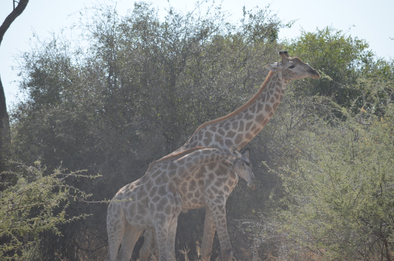 [22780] 2016_06_30_01_56_46_Africa_NIKON_D5100_IMG__00610.jpg
