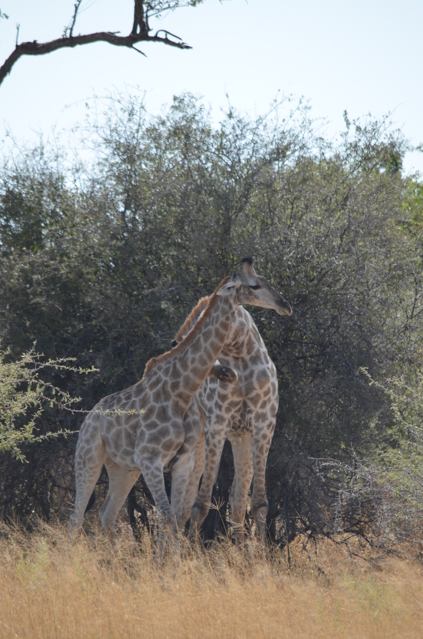 [22796] 2016_06_30_01_58_05_Africa_NIKON_D5100_IMG__00615.jpg