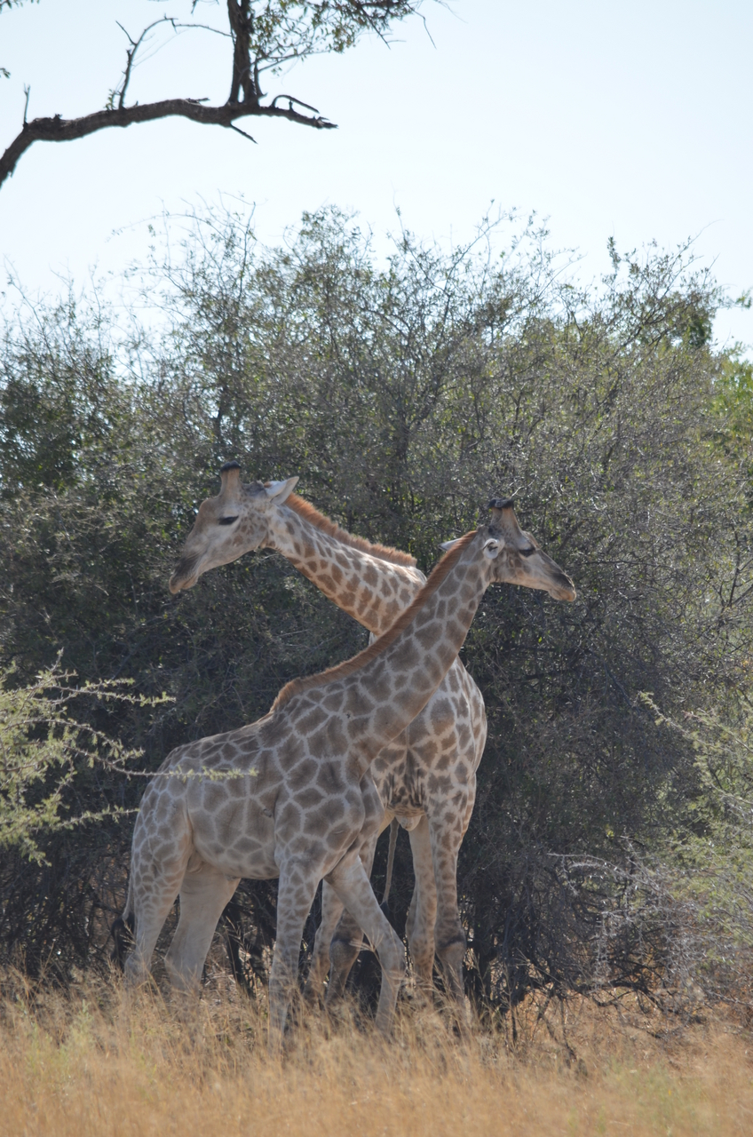 [22798] 2016_06_30_01_58_06_Africa_NIKON_D5100_IMG__00616.jpg