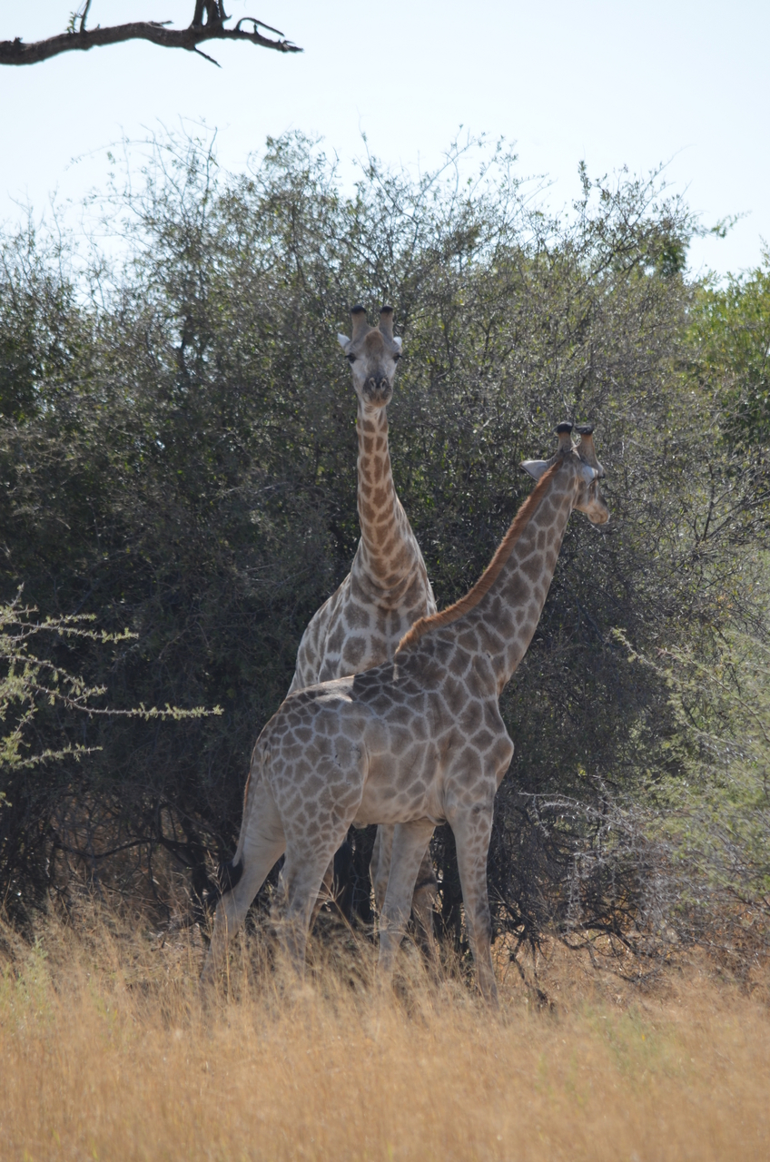 [22801] 2016_06_30_01_58_08_Africa_NIKON_D5100_IMG__05239.jpg