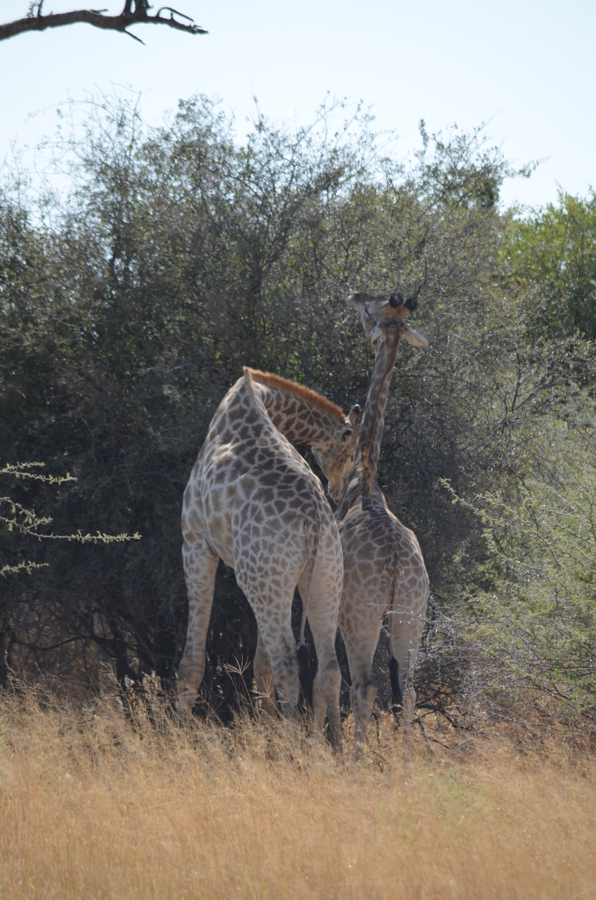 [22803] 2016_06_30_01_58_28_Africa_NIKON_D5100_IMG__05240.jpg