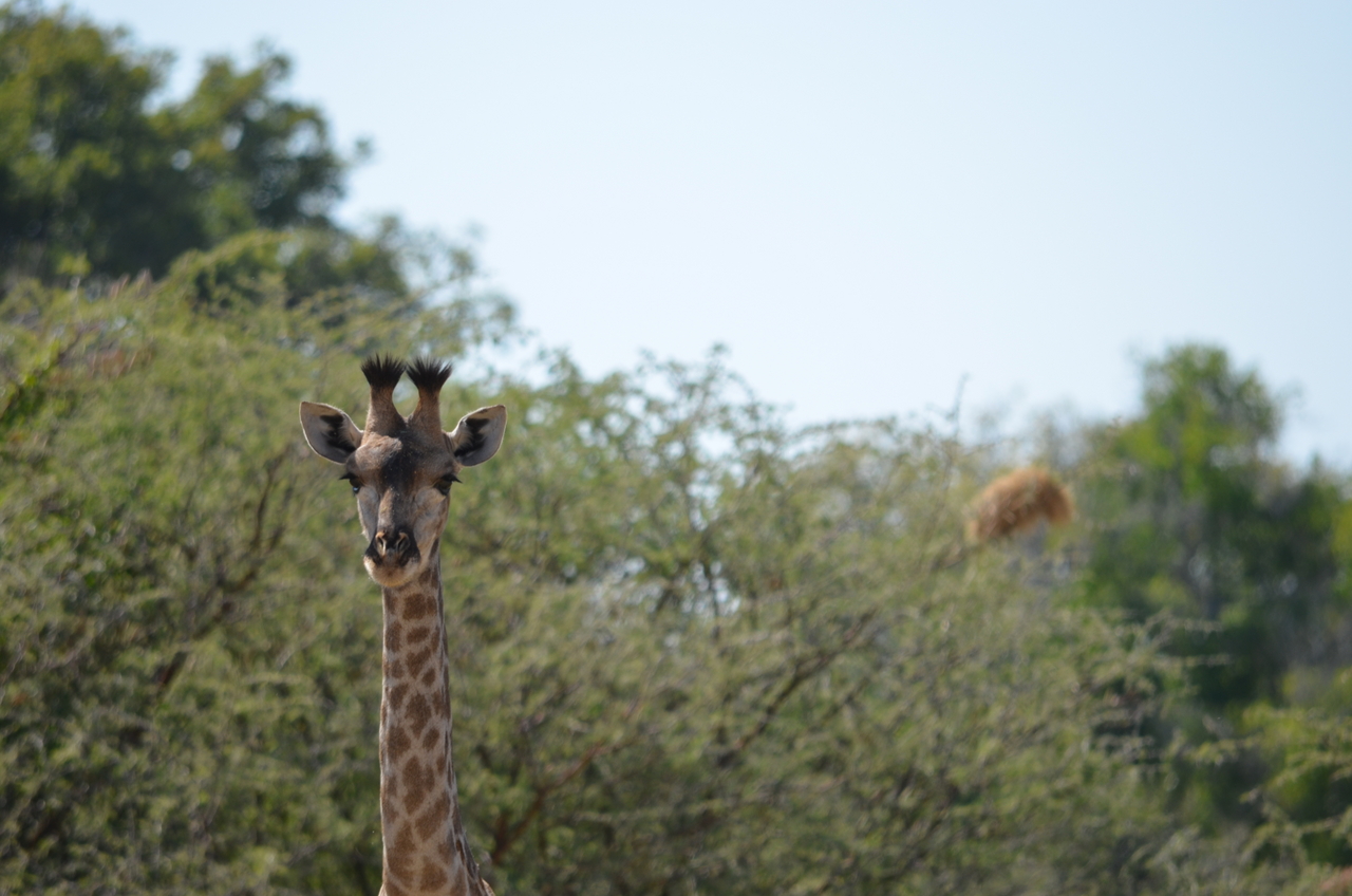 [22805] 2016_06_30_02_01_56_Africa_NIKON_D5100_IMG__05241.jpg