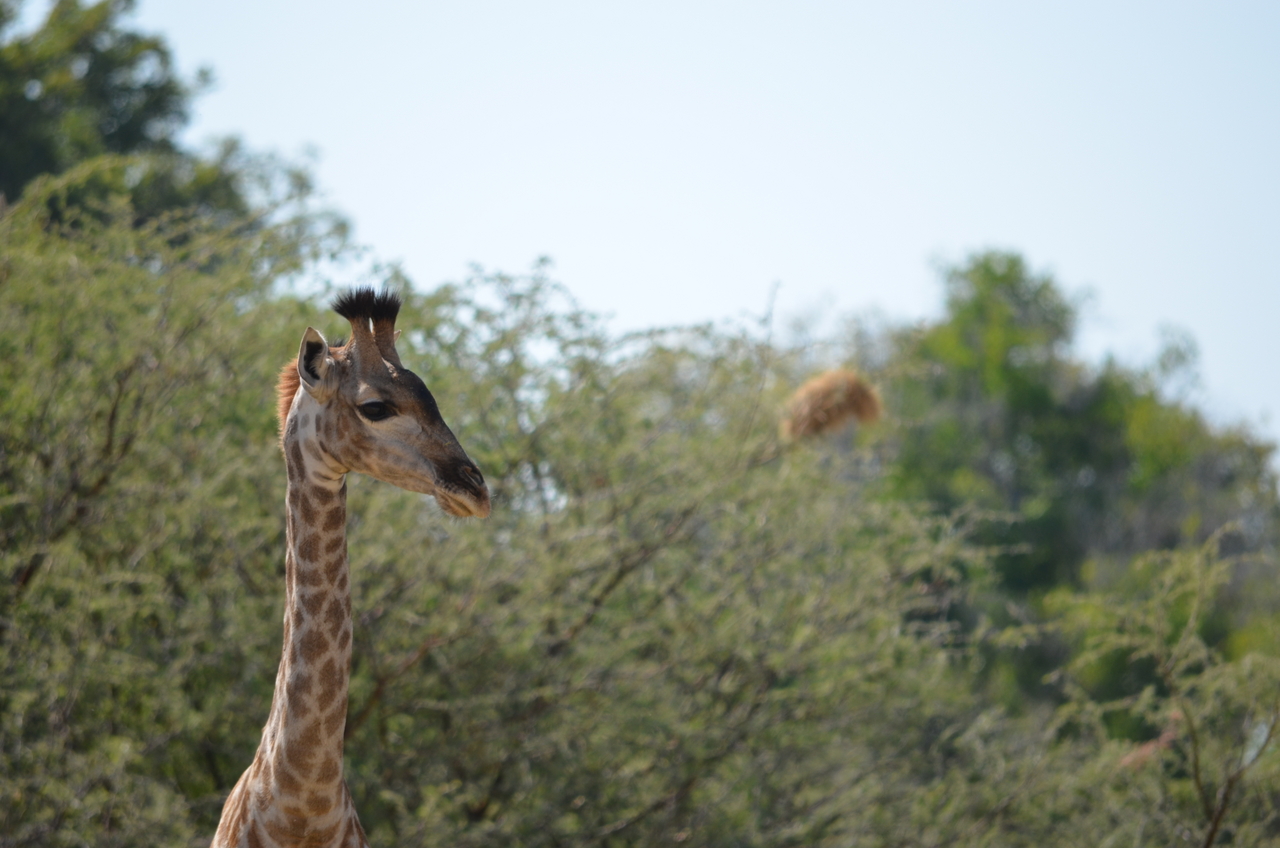 [22807] 2016_06_30_02_01_59_Africa_NIKON_D5100_IMG__05242.jpg