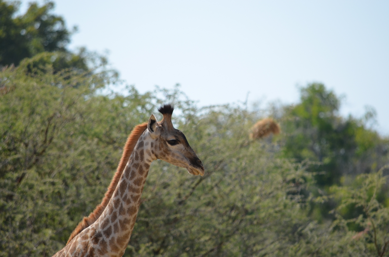 [22809] 2016_06_30_02_02_01_Africa_NIKON_D5100_IMG__05243.jpg