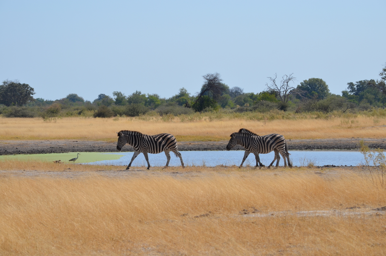 [22981] 2016_06_30_02_14_45_Africa_NIKON_D5100_IMG__00622.jpg