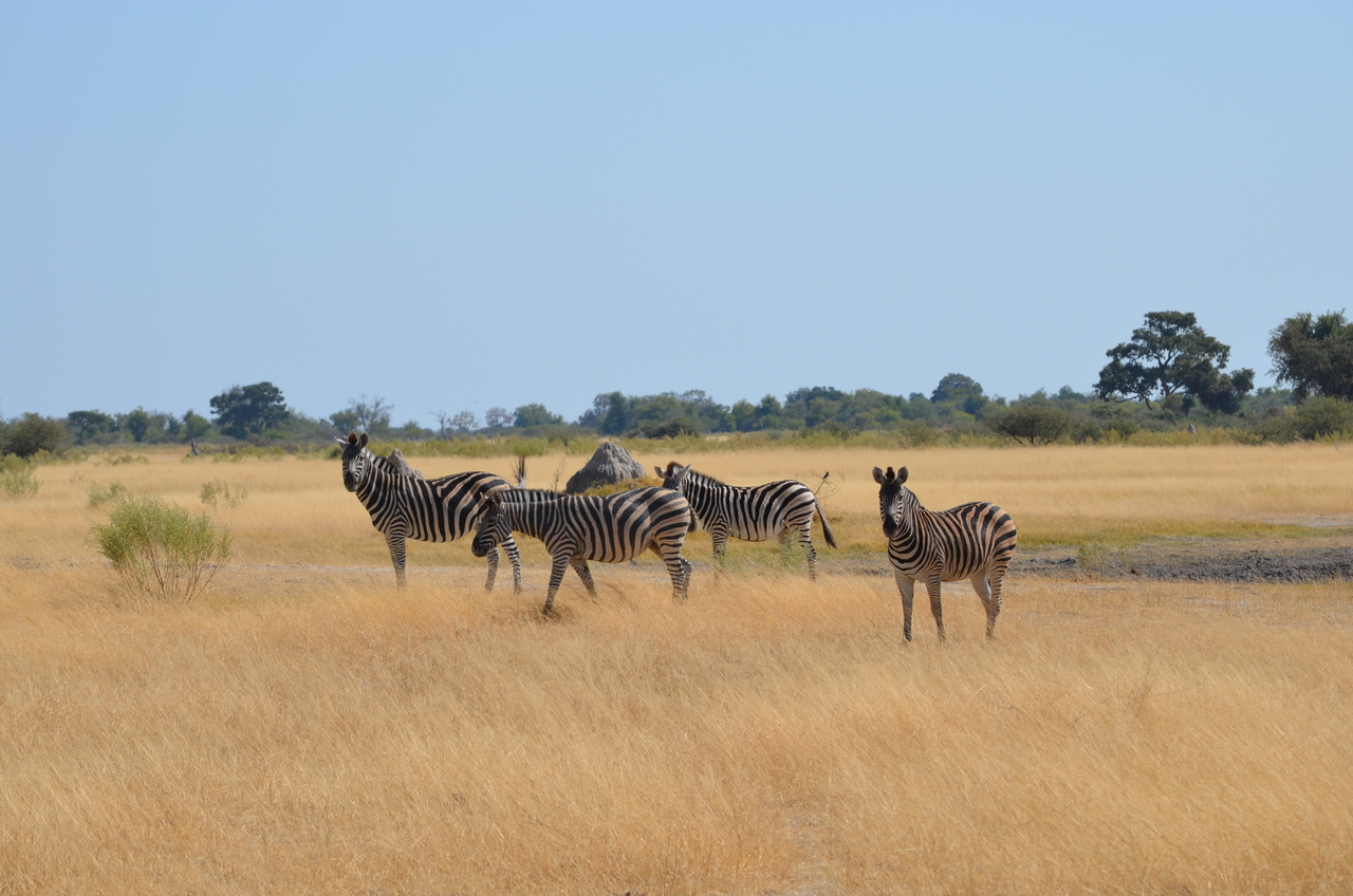 [22989] 2016_06_30_02_15_04_Africa_NIKON_D5100_IMG__00626.jpg