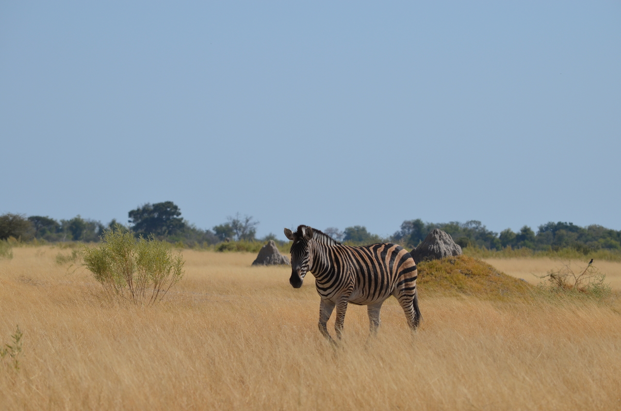 [22998] 2016_06_30_02_15_26_Africa_NIKON_D5100_IMG__05252.jpg
