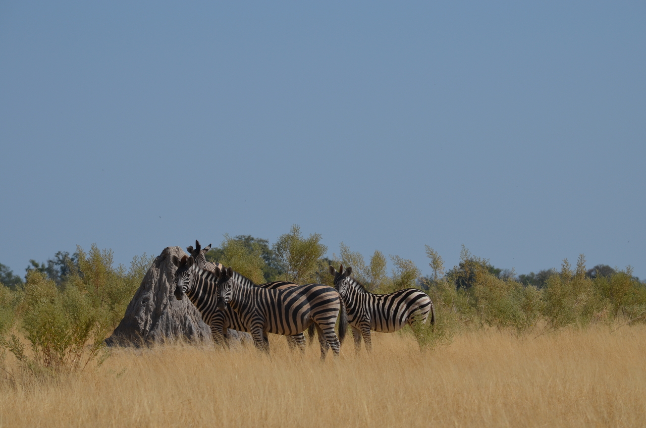 [23002] 2016_06_30_02_15_40_Africa_NIKON_D5100_IMG__05254.jpg