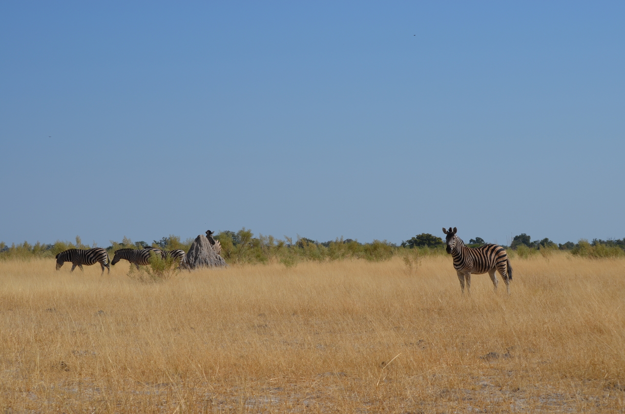 [23006] 2016_06_30_02_15_51_Africa_NIKON_D5100_IMG__05256.jpg