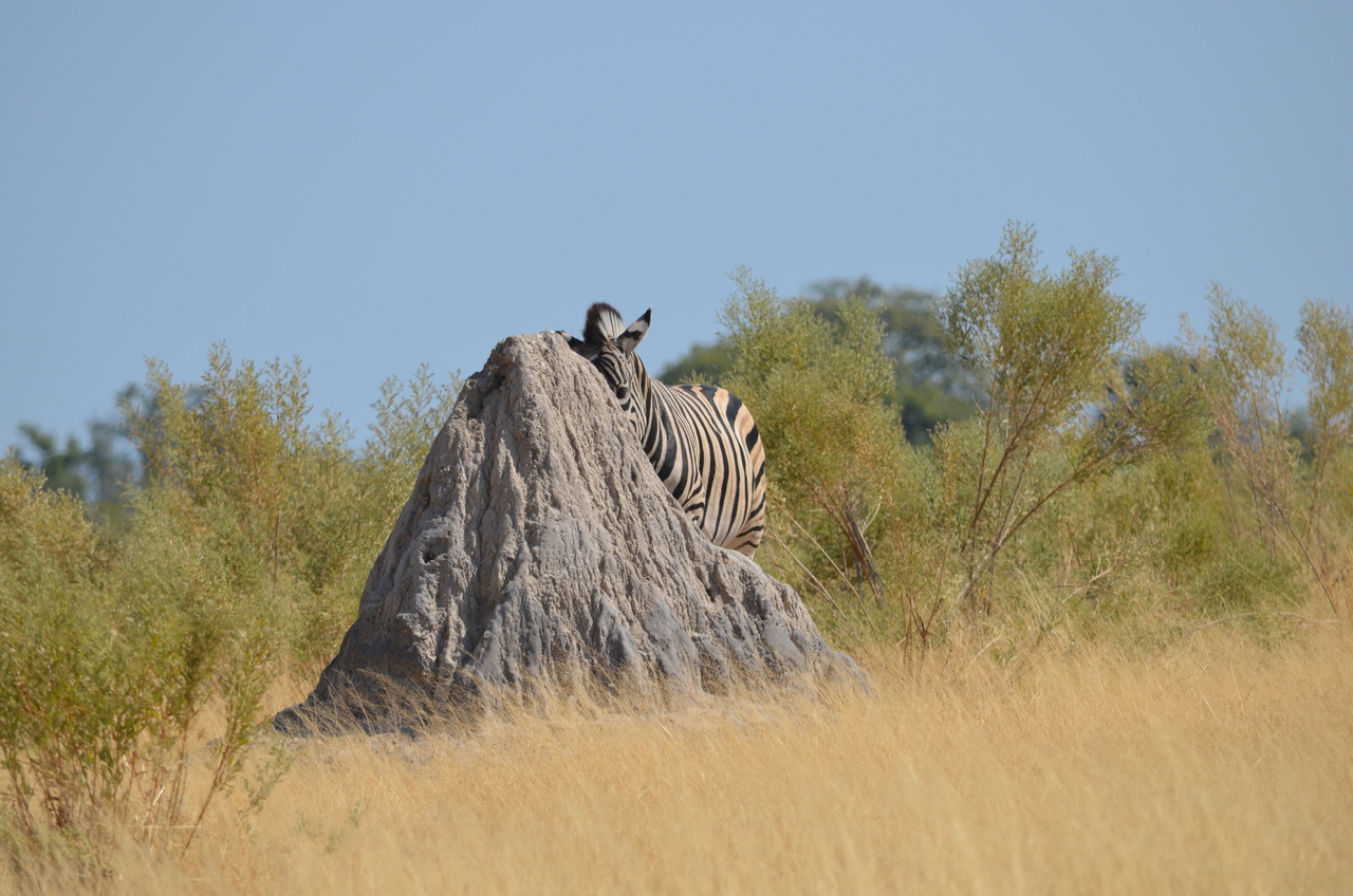 [23010] 2016_06_30_02_16_18_Africa_NIKON_D5100_IMG__05258.jpg