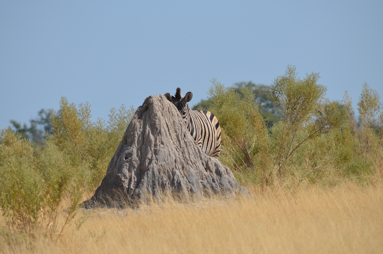 [23012] 2016_06_30_02_16_48_Africa_NIKON_D5100_IMG__05259.jpg