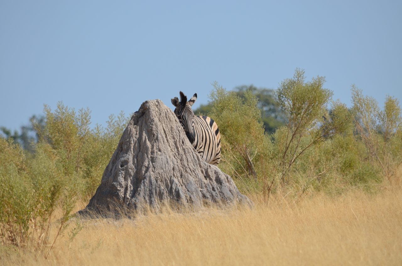 [23015] 2016_06_30_02_16_51_Africa_NIKON_D5100_IMG__00639.jpg