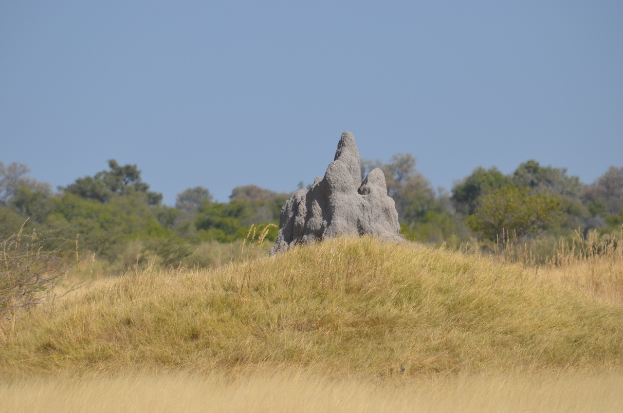 [23153] 2016_06_30_02_34_10_Africa_NIKON_D5100_IMG__00642.jpg