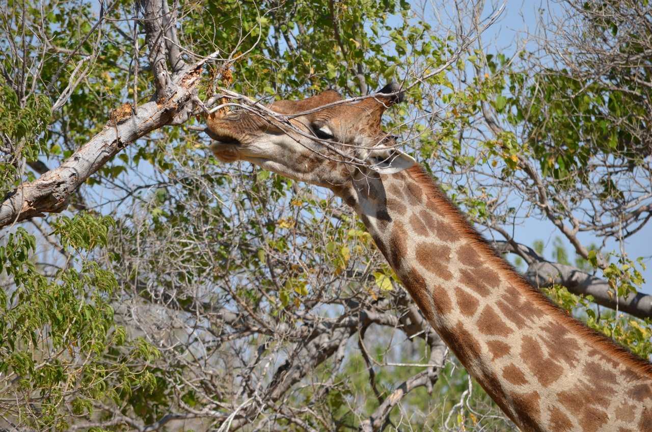 [23166] 2016_06_30_02_39_43_Africa_NIKON_D5100_IMG__05270.jpg