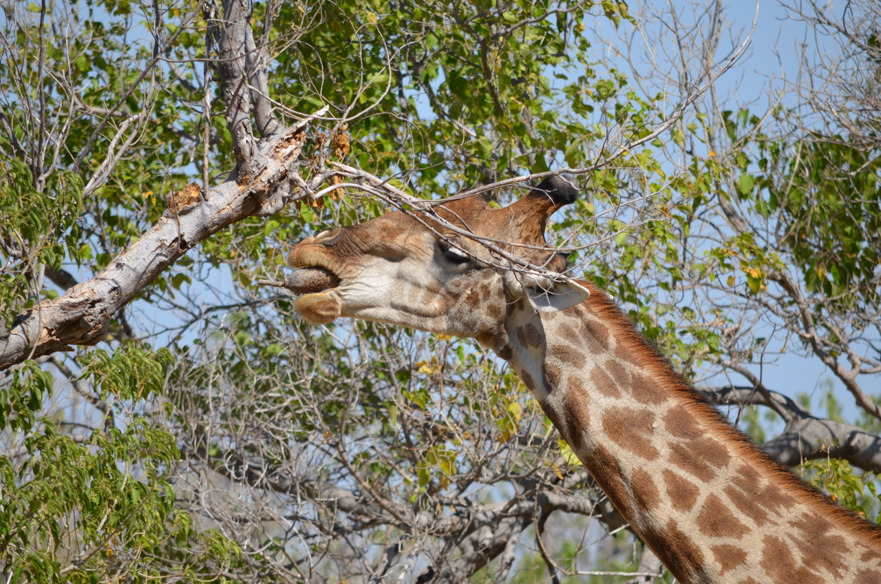 [23169] 2016_06_30_02_39_47_Africa_NIKON_D5100_IMG__00650.jpg