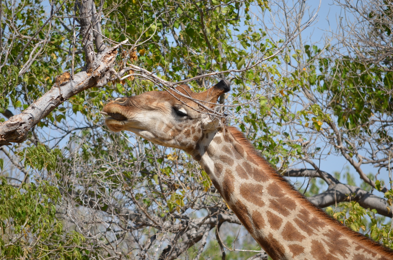 [23173] 2016_06_30_02_39_51_Africa_NIKON_D5100_IMG__00652.jpg