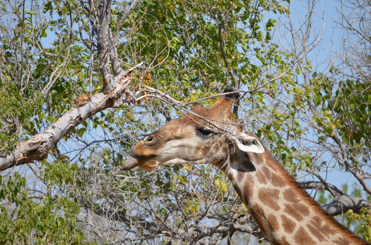 [23180] 2016_06_30_02_40_08_Africa_NIKON_D5100_IMG__05277.jpg