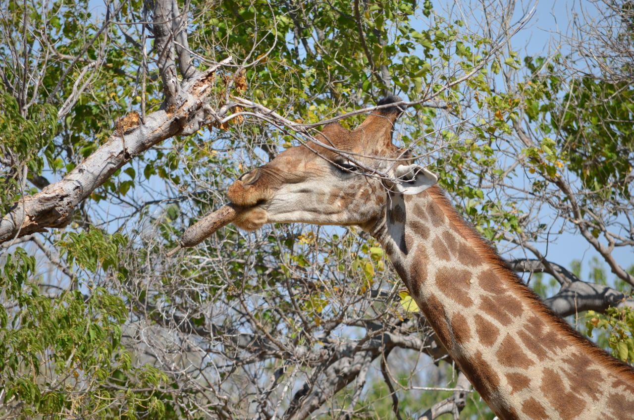 [23182] 2016_06_30_02_40_09_Africa_NIKON_D5100_IMG__05278.jpg
