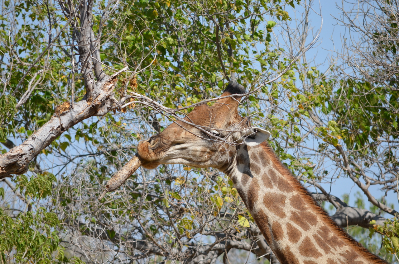 [23185] 2016_06_30_02_40_11_Africa_NIKON_D5100_IMG__00658.jpg