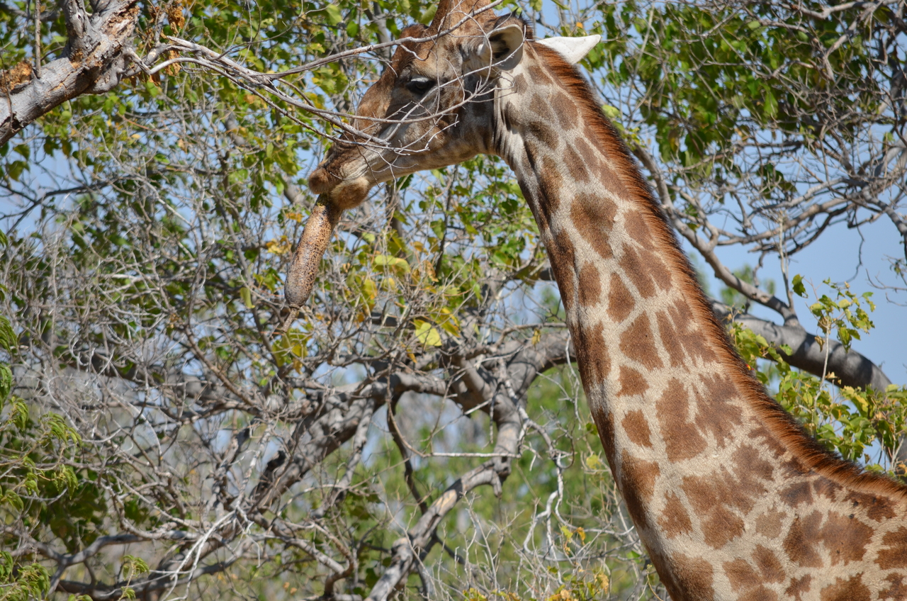 [23189] 2016_06_30_02_40_14_Africa_NIKON_D5100_IMG__00660.jpg