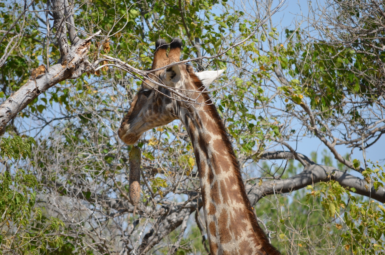 [23192] 2016_06_30_02_40_16_Africa_NIKON_D5100_IMG__05283.jpg