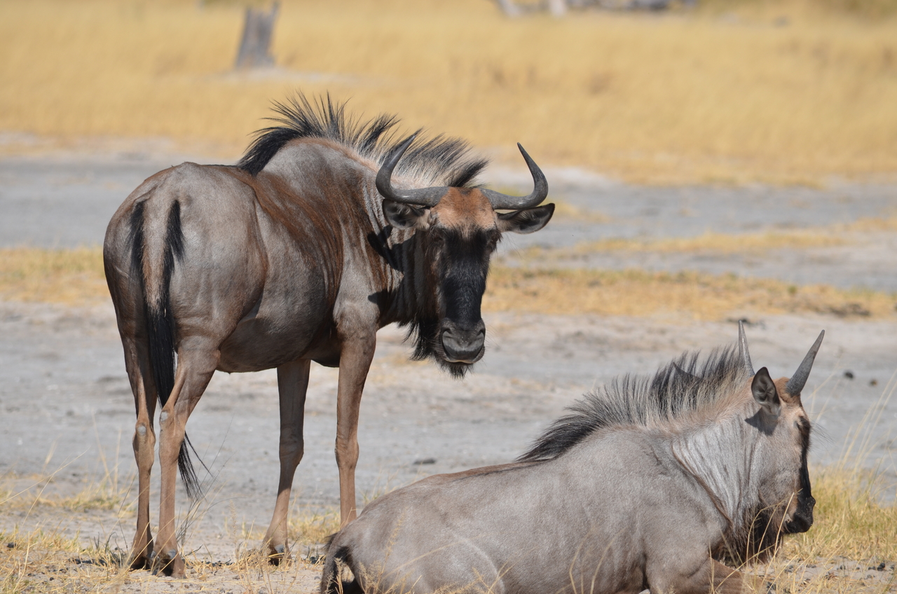 [23202] 2016_06_30_02_47_08_Africa_NIKON_D5100_IMG__05288.jpg