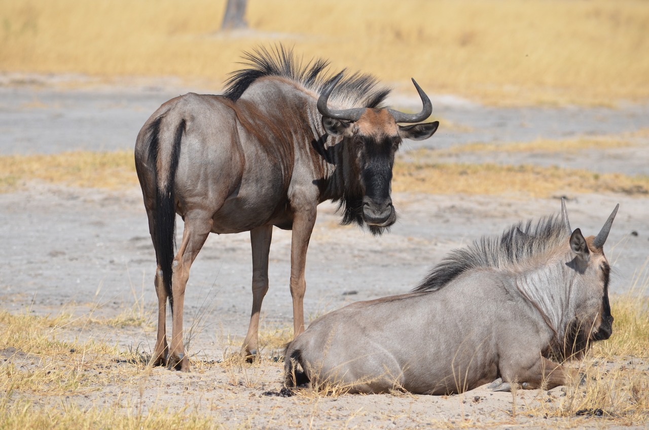 [23203] 2016_06_30_02_47_10_Africa_NIKON_D5100_IMG__00667.jpg
