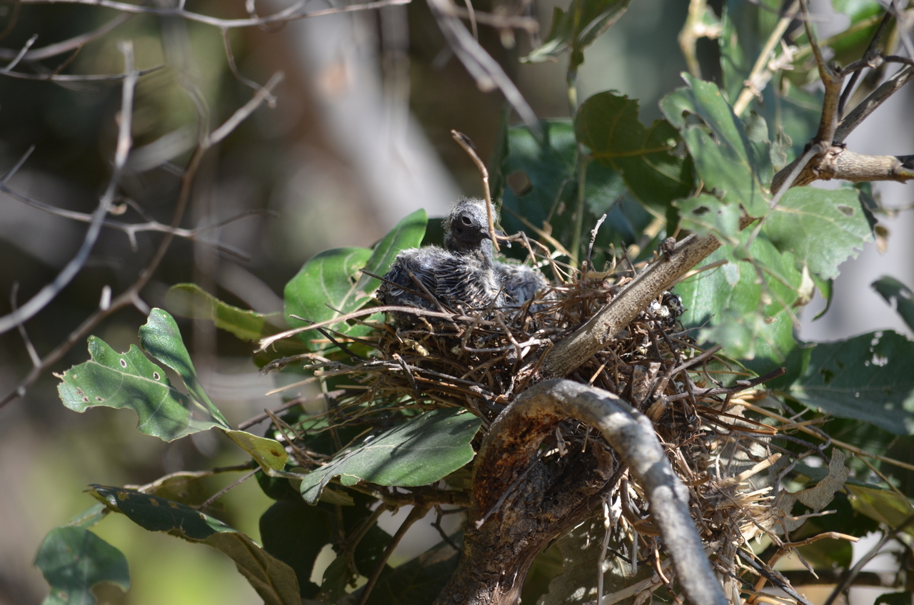 [23485] 2016_06_30_04_12_03_Africa_NIKON_D5100_IMG__05290.jpg