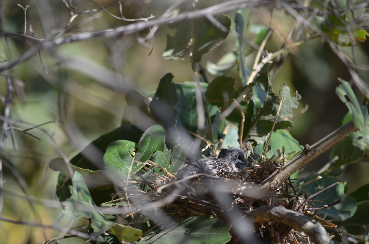 [23486] 2016_06_30_04_12_34_Africa_NIKON_D5100_IMG__00669.jpg