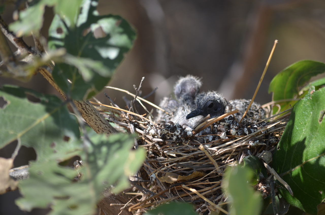 [23491] 2016_06_30_04_13_05_Africa_NIKON_D5100_IMG__05293.jpg