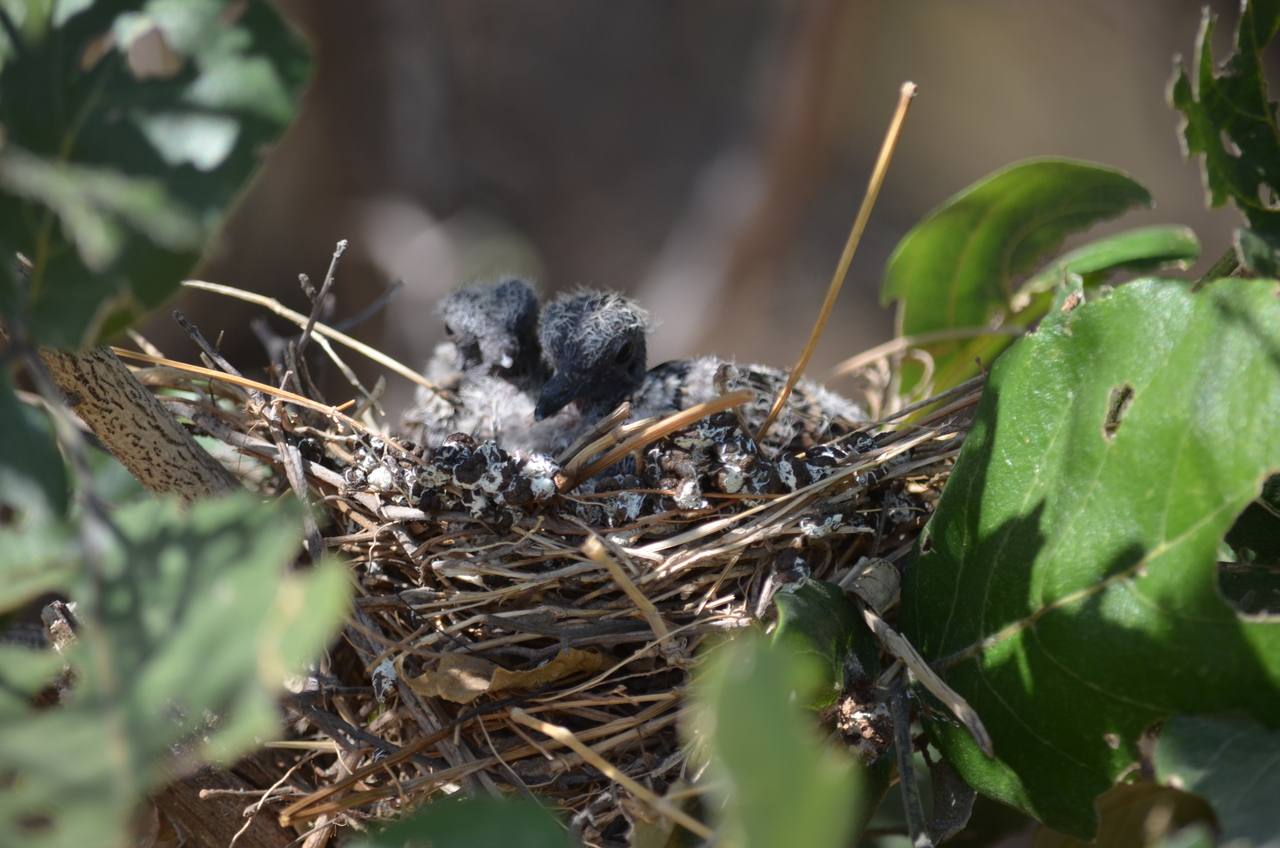 [23494] 2016_06_30_04_13_22_Africa_NIKON_D5100_IMG__00673.jpg