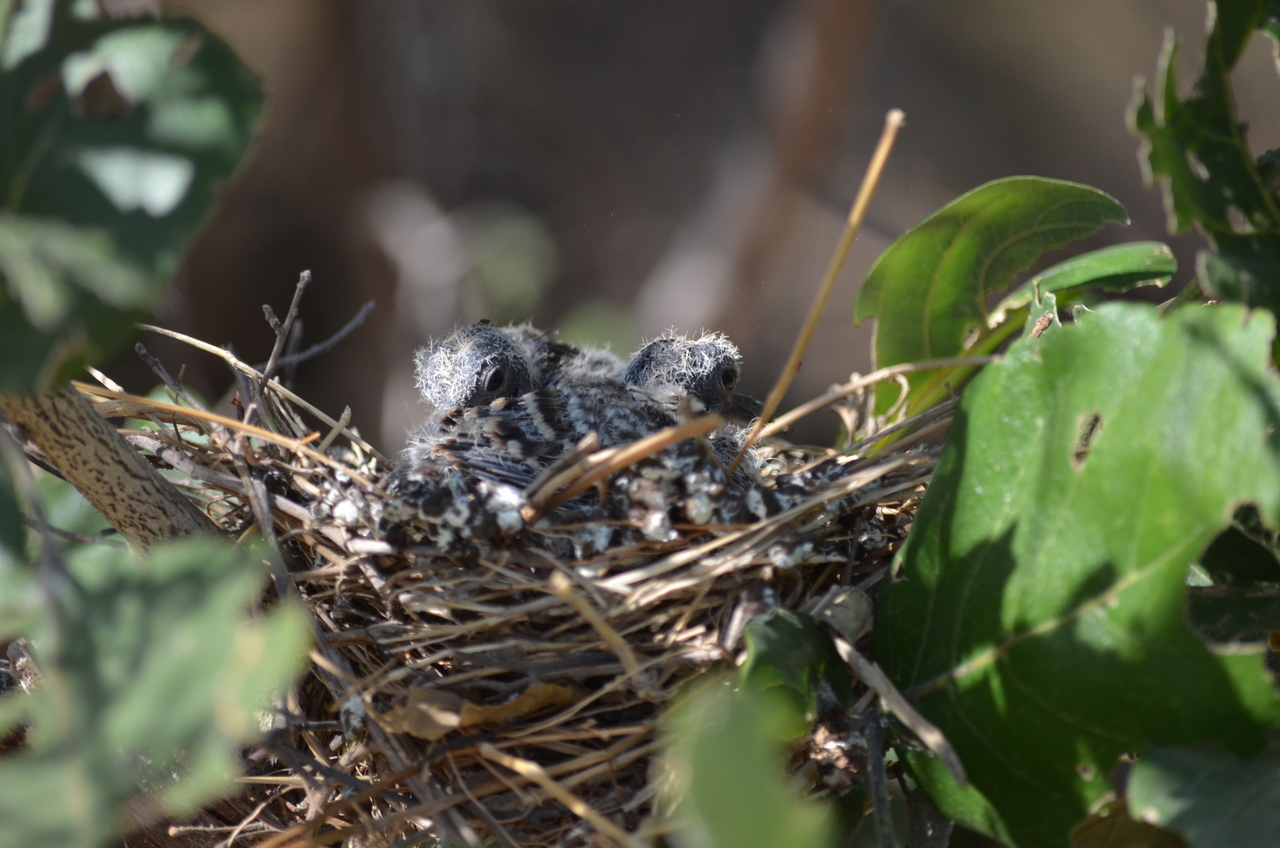 [23499] 2016_06_30_04_13_51_Africa_NIKON_D5100_IMG__05297.jpg