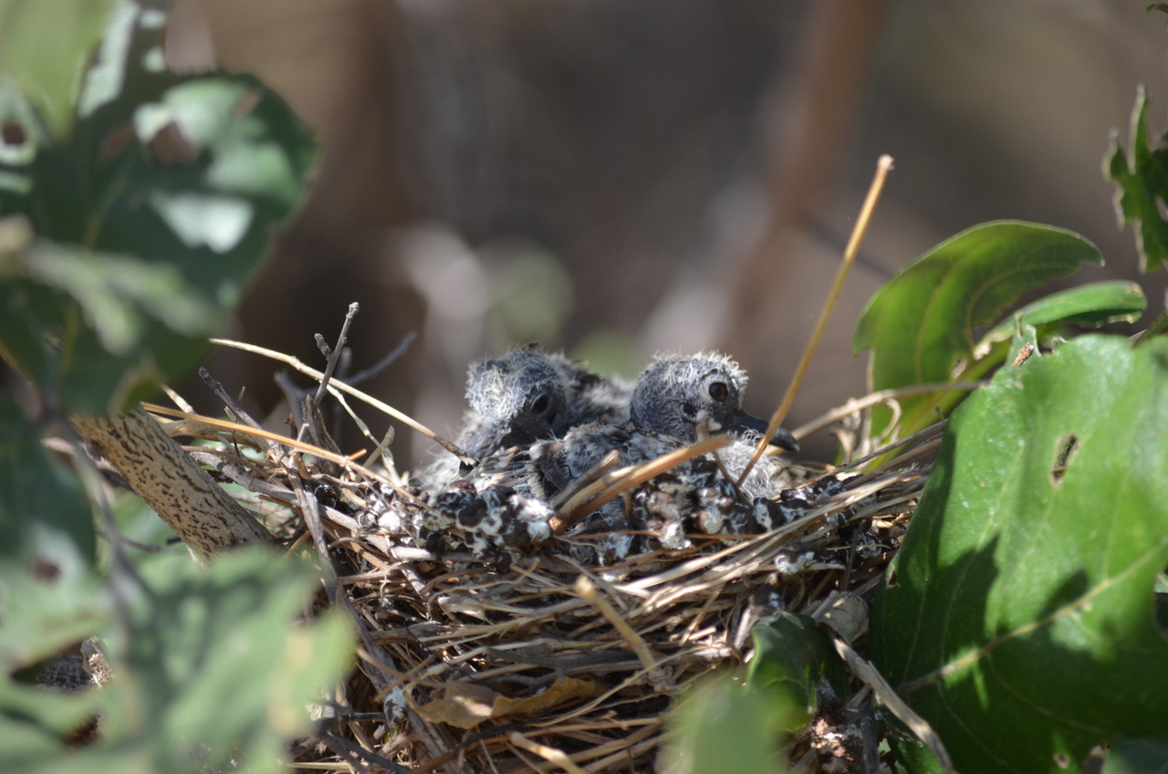 [23500] 2016_06_30_04_13_56_Africa_NIKON_D5100_IMG__00676.jpg