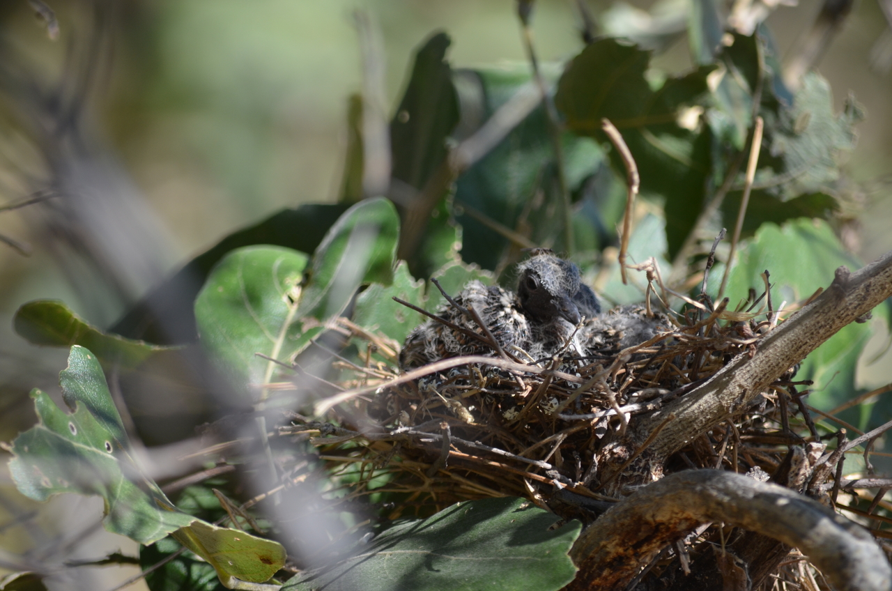 [23507] 2016_06_30_04_14_23_Africa_NIKON_D5100_IMG__05301.jpg