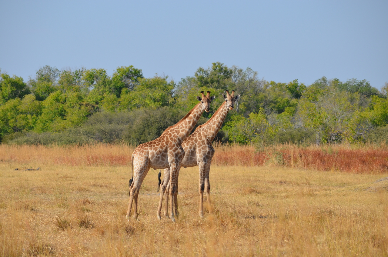 [23577] 2016_06_30_04_59_17_Africa_NIKON_D5100_IMG__05303.jpg