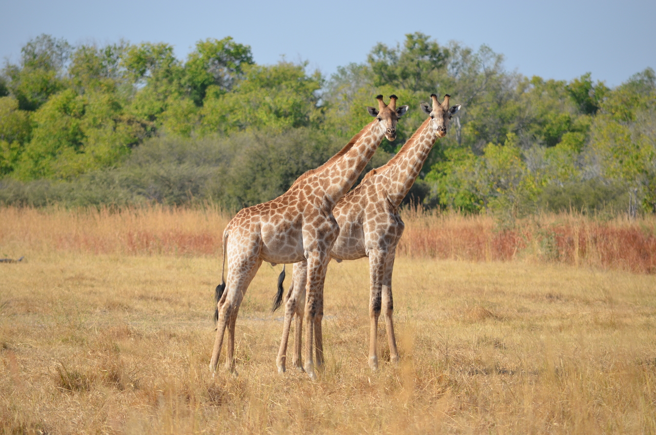 [23582] 2016_06_30_04_59_26_Africa_NIKON_D5100_IMG__05304.jpg