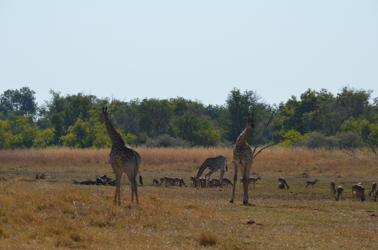 [23658] 2016_06_30_05_02_39_Africa_NIKON_D5100_IMG__00689.jpg