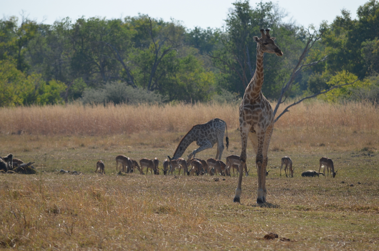 [23679] 2016_06_30_05_02_55_Africa_NIKON_D5100_IMG__00692.jpg