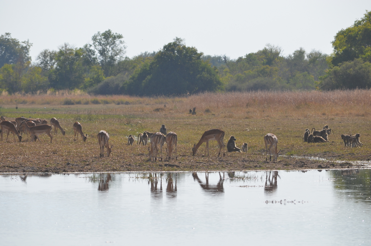 [23727] 2016_06_30_05_04_21_Africa_NIKON_D5100_IMG__05318.jpg