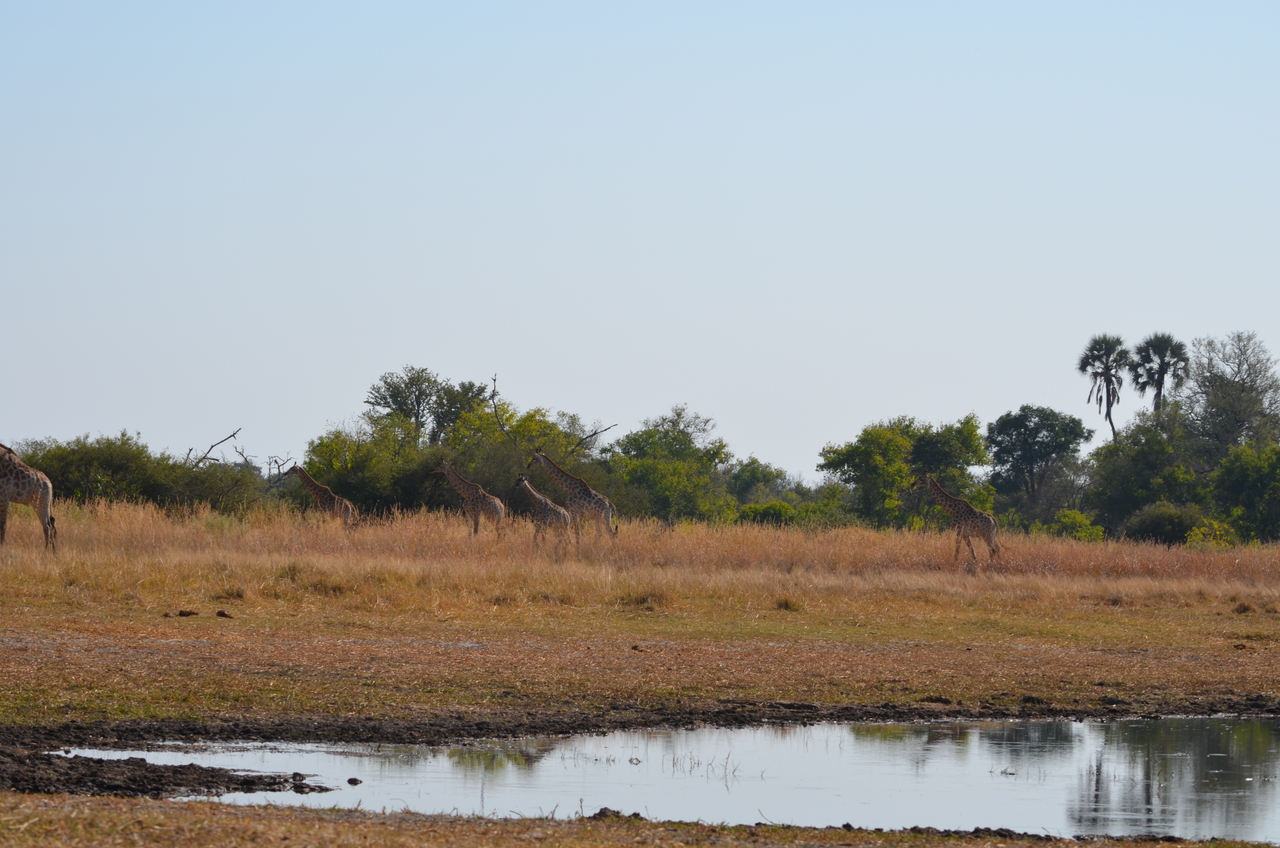 [23729] 2016_06_30_05_04_50_Africa_NIKON_D5100_IMG__05319.jpg