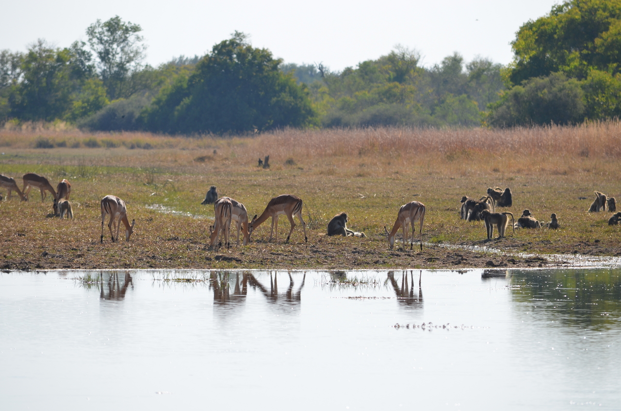 [23731] 2016_06_30_05_05_01_Africa_NIKON_D5100_IMG__05320.jpg