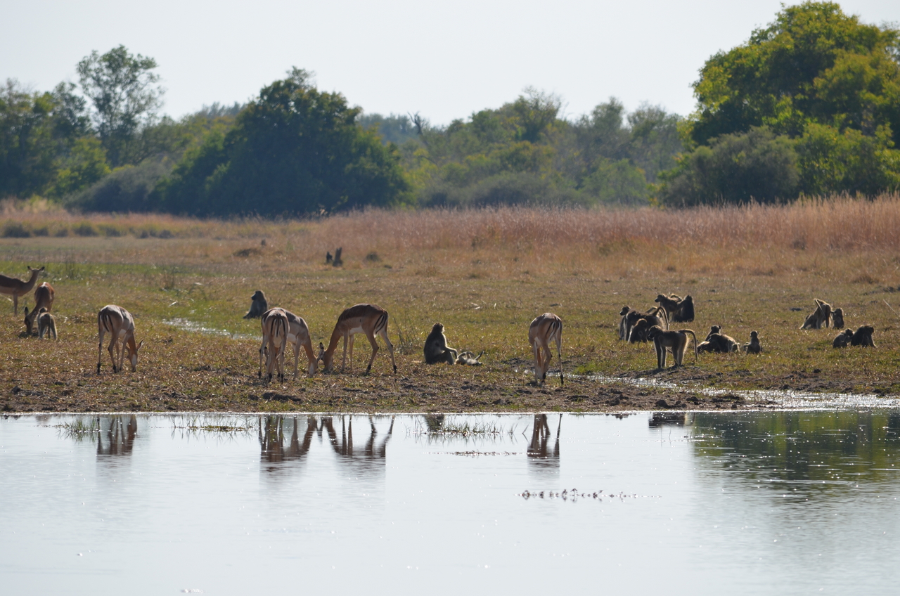 [23732] 2016_06_30_05_05_05_Africa_NIKON_D5100_IMG__00699.jpg