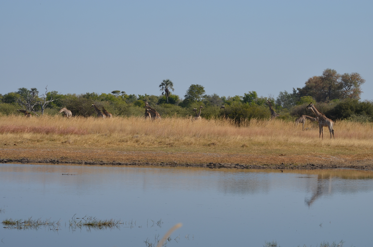 [23737] 2016_06_30_05_07_48_Africa_NIKON_D5100_IMG__05323.jpg