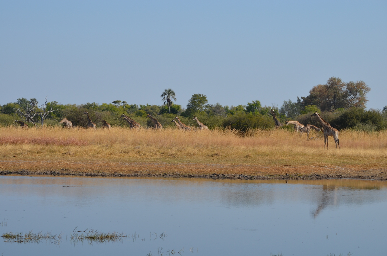 [23739] 2016_06_30_05_07_52_Africa_NIKON_D5100_IMG__05324.jpg