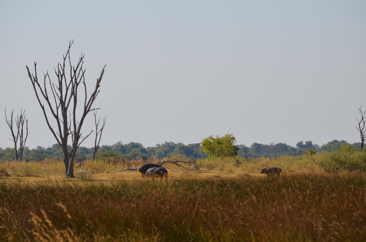 [23766] 2016_06_30_05_12_57_Africa_NIKON_D5100_IMG__05327.jpg