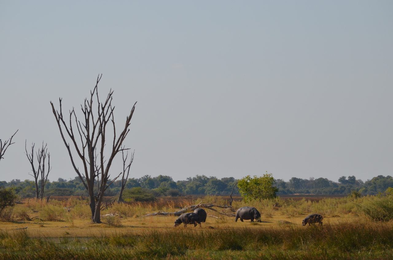 [23770] 2016_06_30_05_13_12_Africa_NIKON_D5100_IMG__05329.jpg