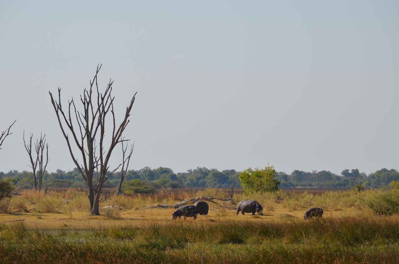 [23772] 2016_06_30_05_13_15_Africa_NIKON_D5100_IMG__05330.jpg